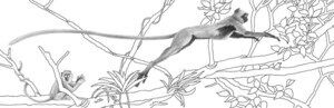 tanakasanoonagazaru.jpgのサムネール画像