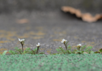 まちの植物.png